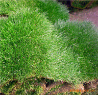 福建草种草籽狗牙根