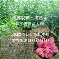 重瓣红花木槿白花木槿报价1一5公分产地直销木槿工程苗